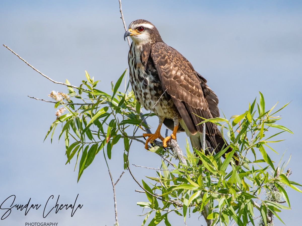 Snail Kite - ML617047210