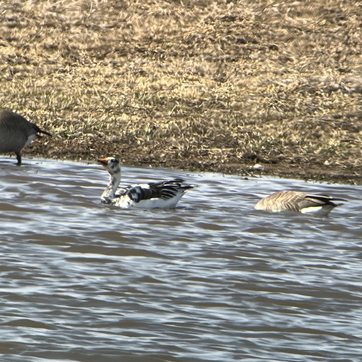 Snow x Greater White-fronted Goose (hybrid) - Anonymous