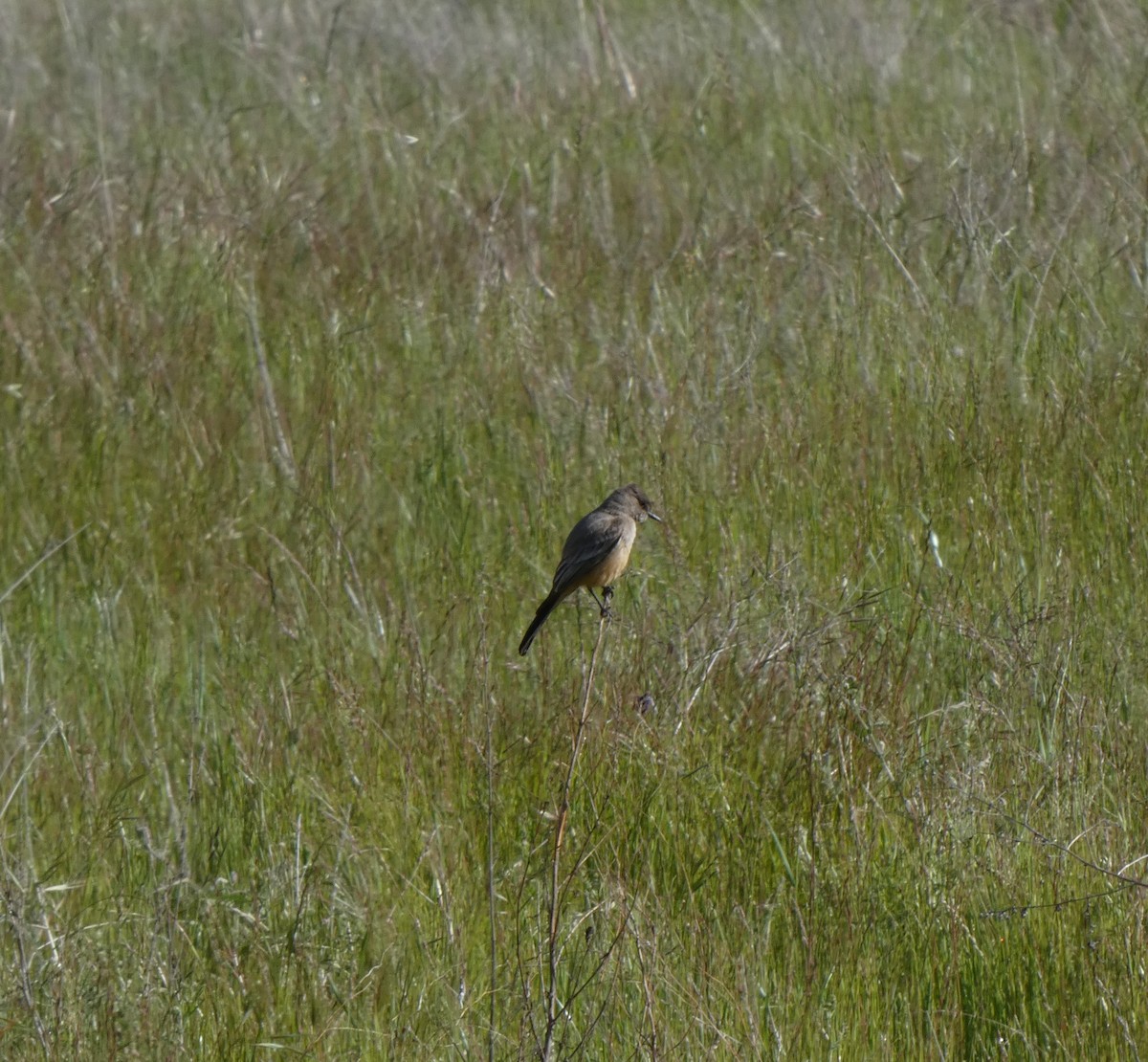 Say's Phoebe - Jill Race