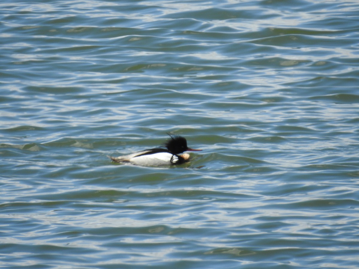 Red-breasted Merganser - ML617047335