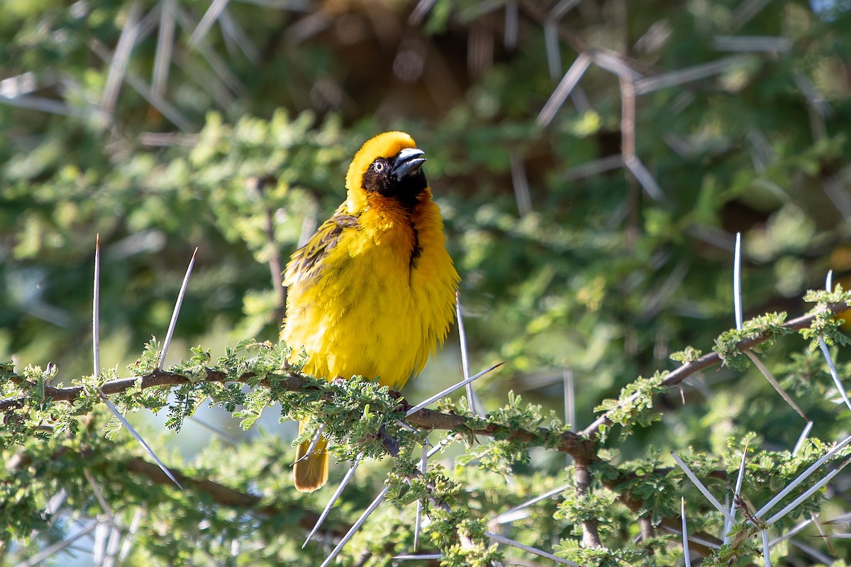 Speke's Weaver - Nancy Larrabee