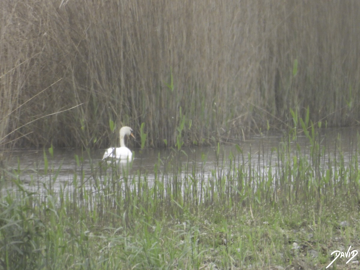 Mute Swan - ML617047360