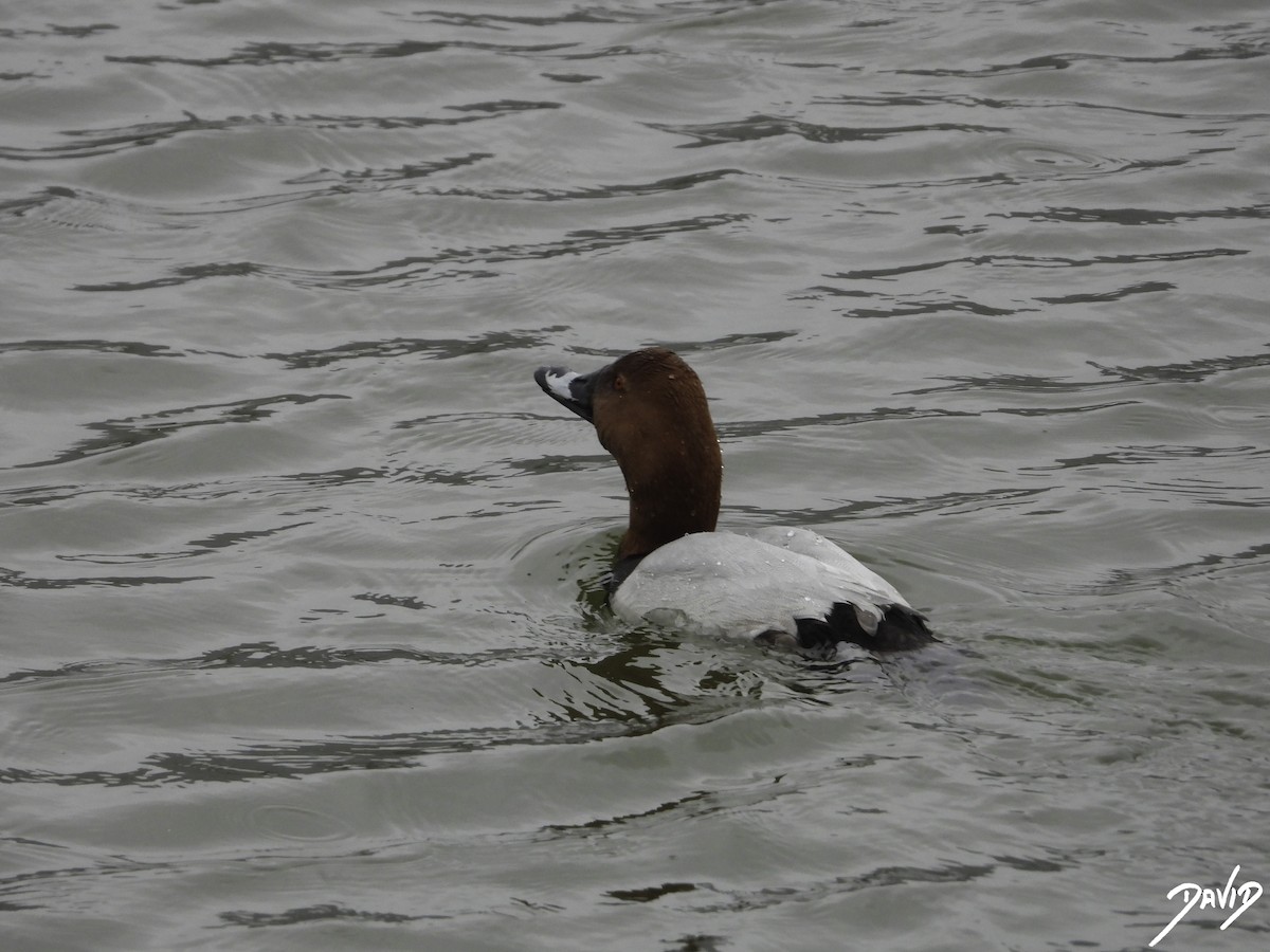 Common Pochard - David Alonso Otero