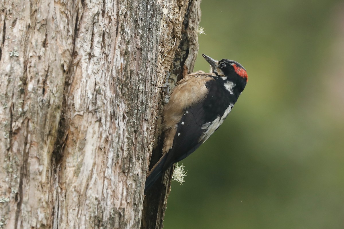 Hairy Woodpecker - Paul Bonfils