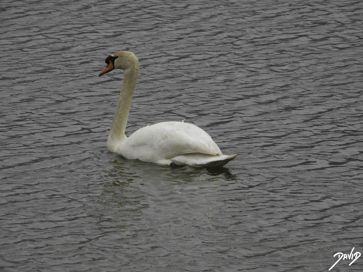 Mute Swan - ML617047389