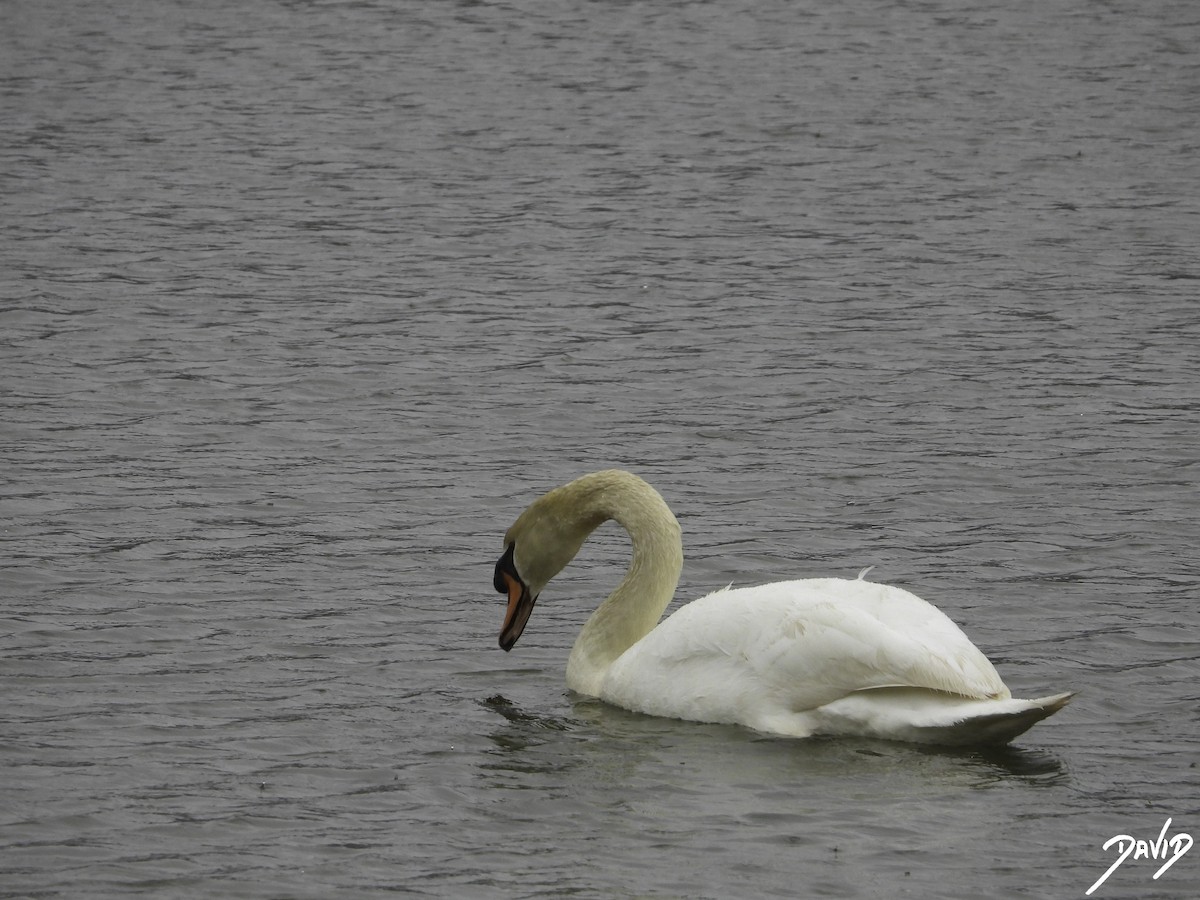 Mute Swan - ML617047395