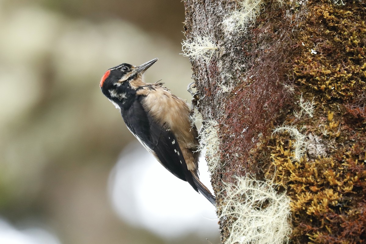 Hairy Woodpecker - Paul Bonfils