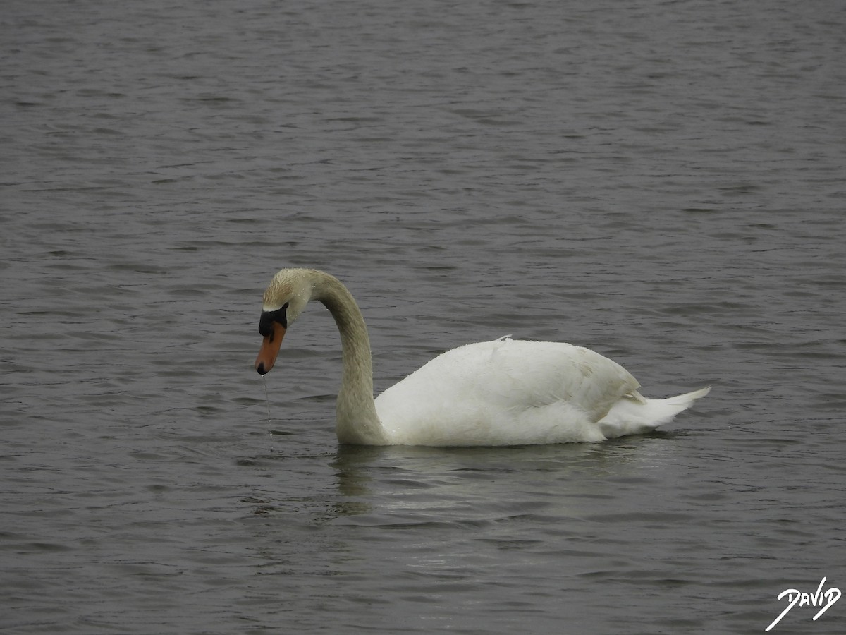 Mute Swan - ML617047419