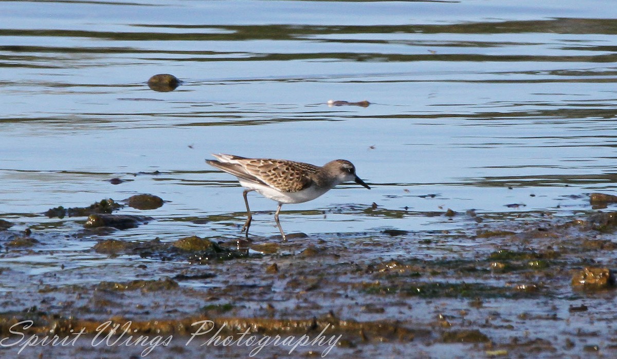 Semipalmated Sandpiper - Camille Bock