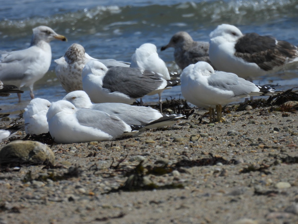 Gaviota Sombría - ML617047426