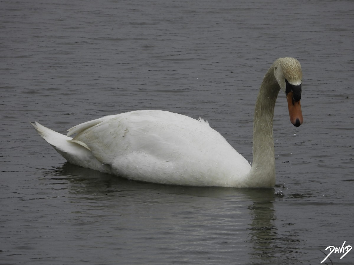 Mute Swan - ML617047440