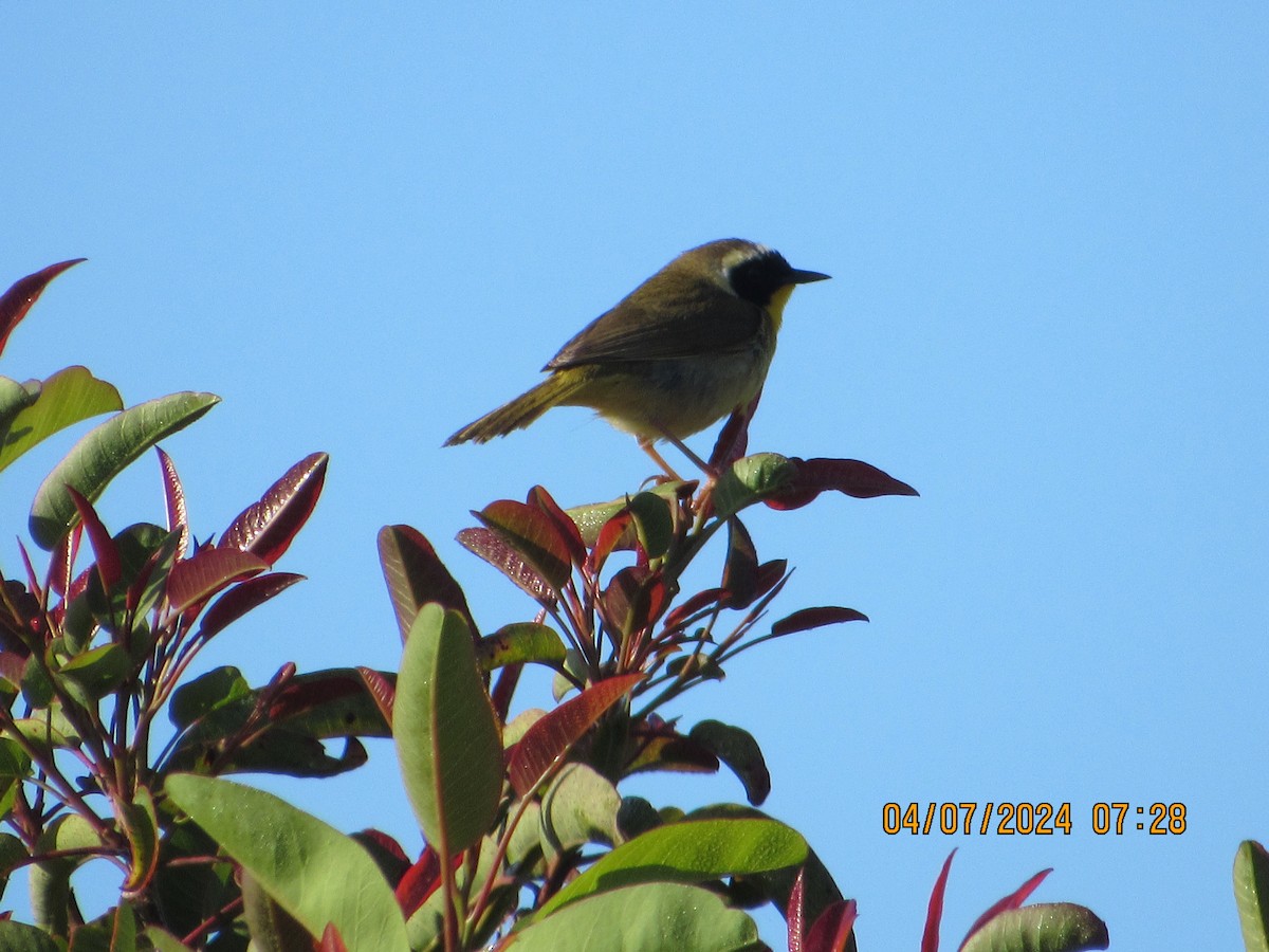 Common Yellowthroat - ML617047456