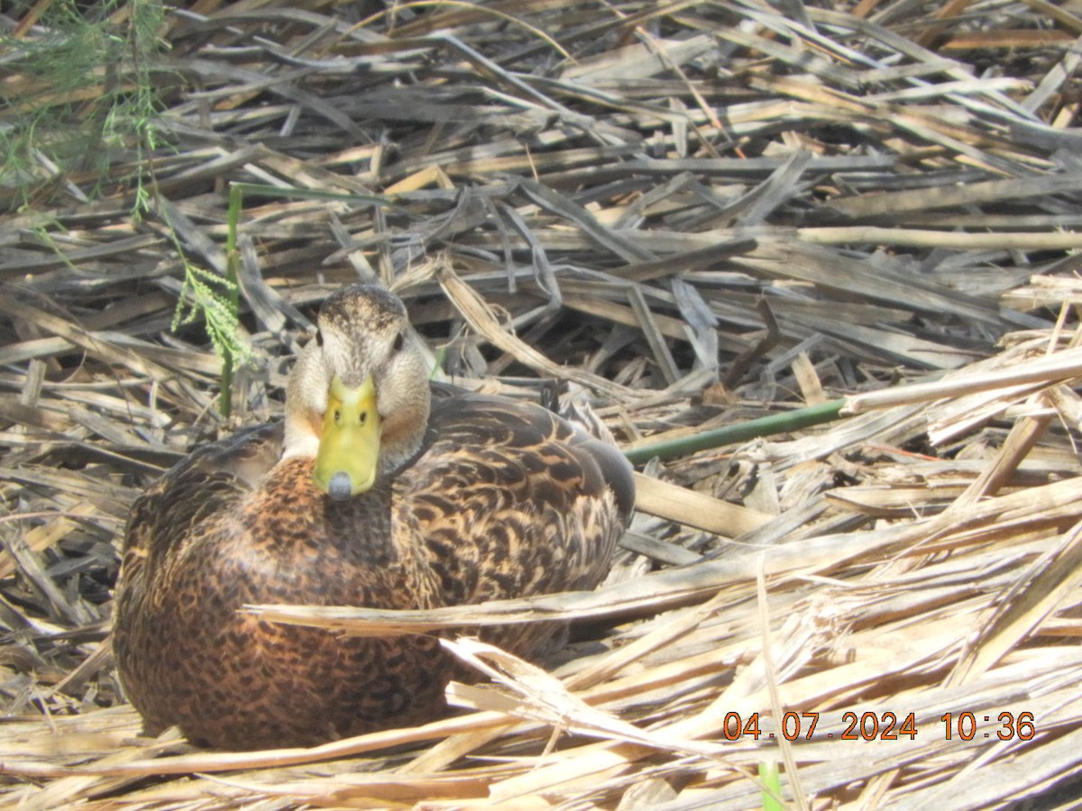 Mexican Duck - ML617047477