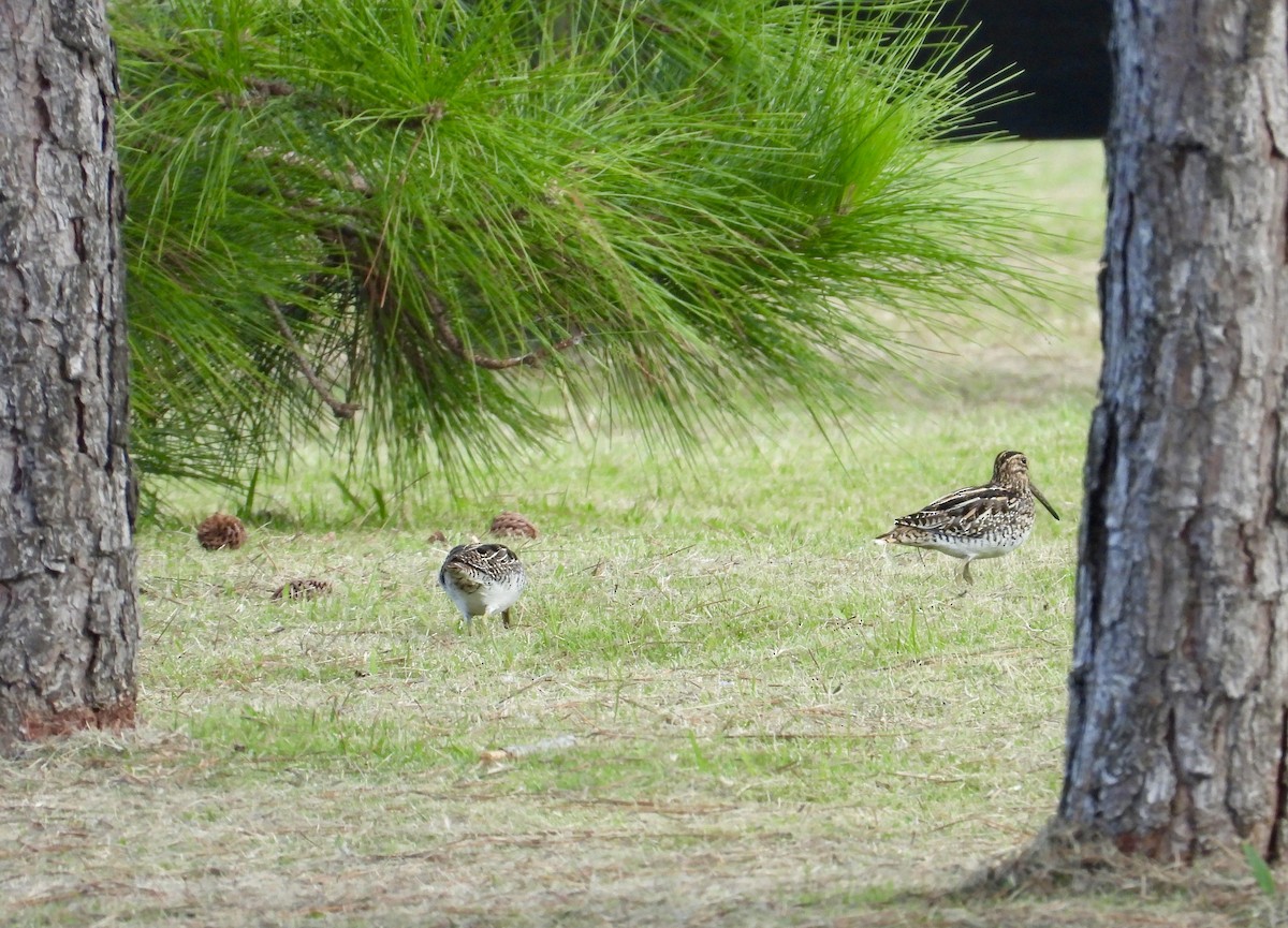 Pantanal Snipe - ML617047490