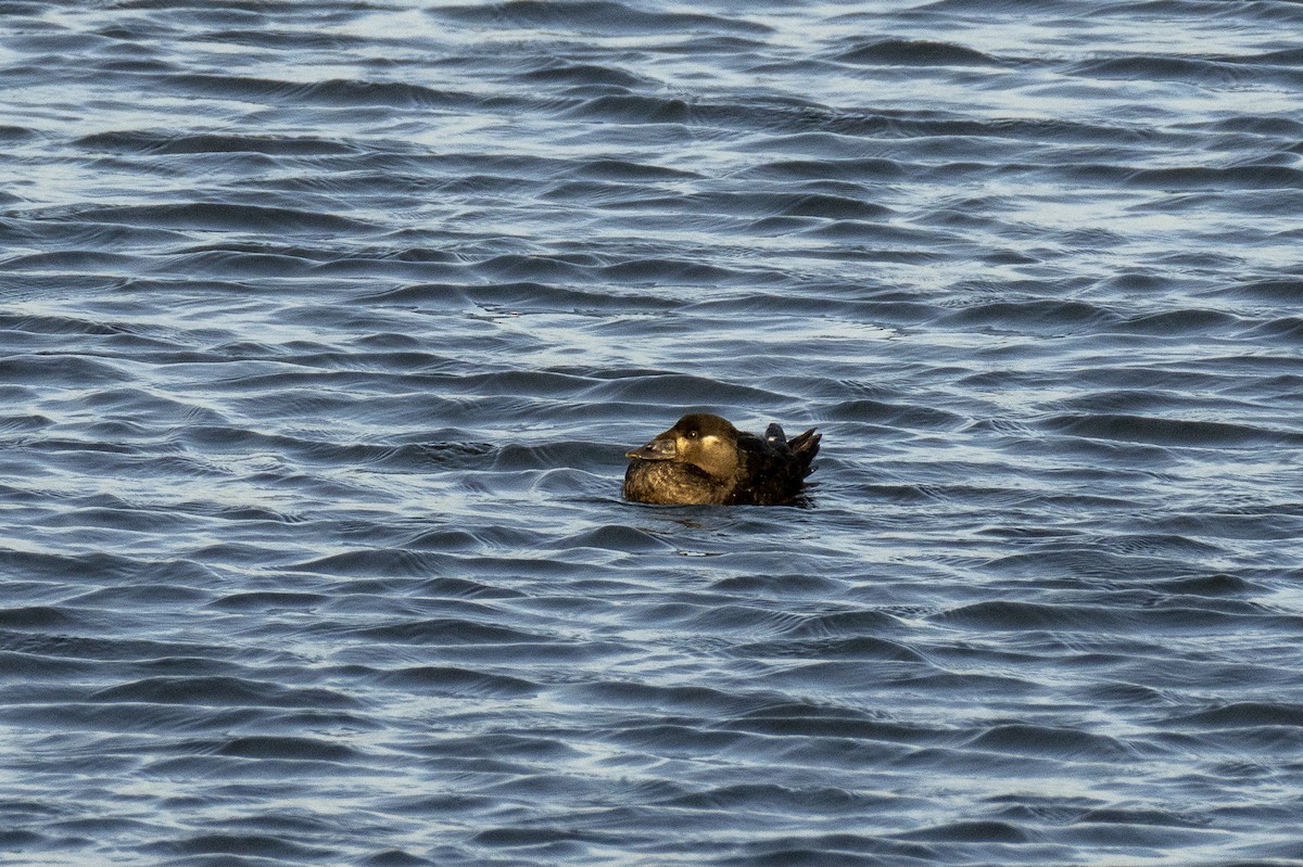 Surf Scoter - ML617047501