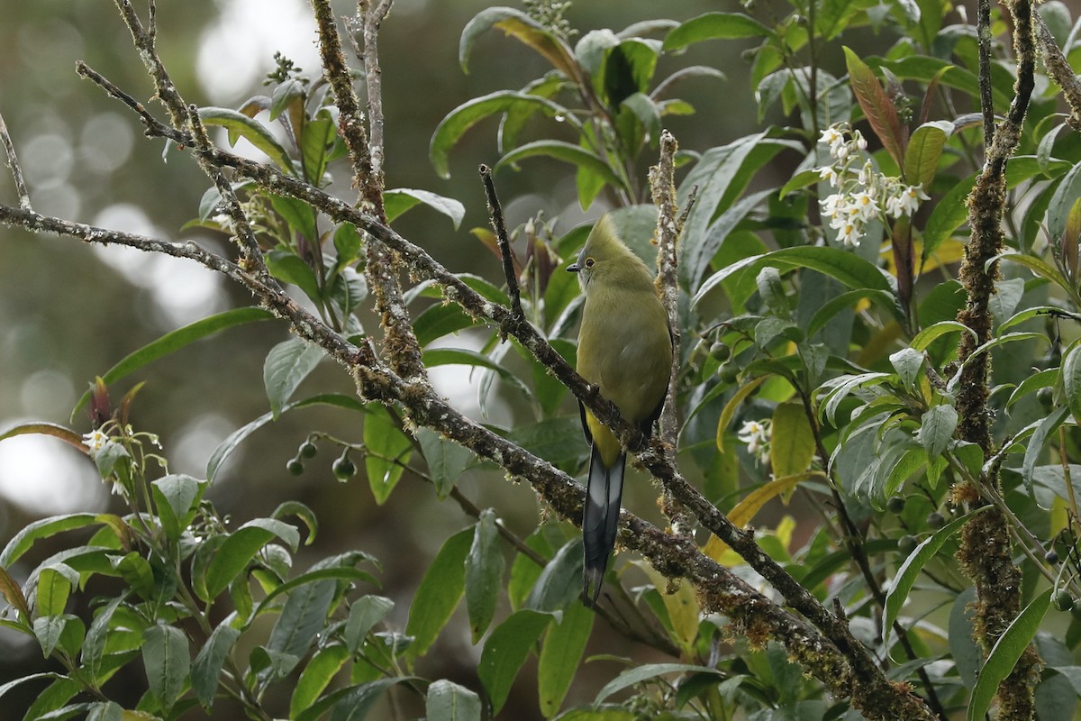 Long-tailed Silky-flycatcher - Paul Bonfils