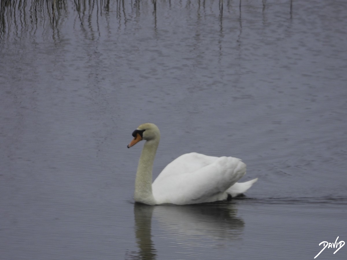 Mute Swan - ML617047705