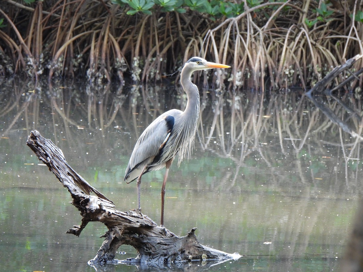 Great Blue Heron - ML617047834