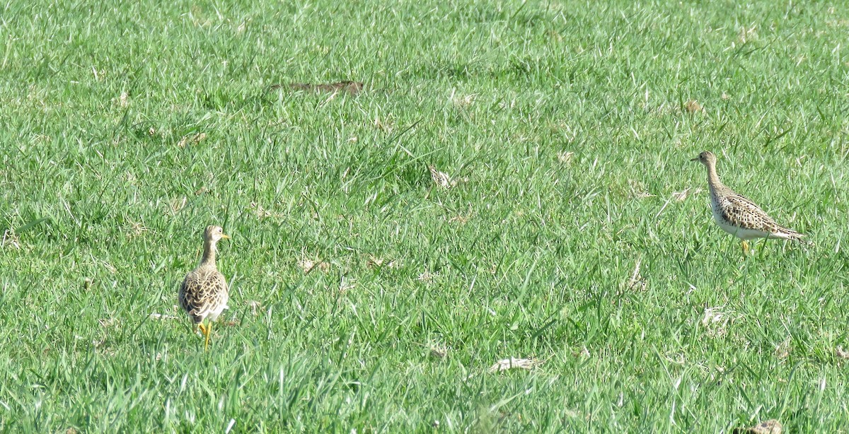 Upland Sandpiper - Barbara Blevins