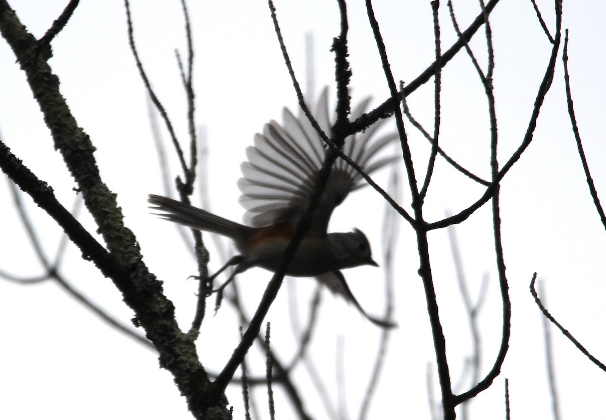 Tufted Titmouse - Anonymous