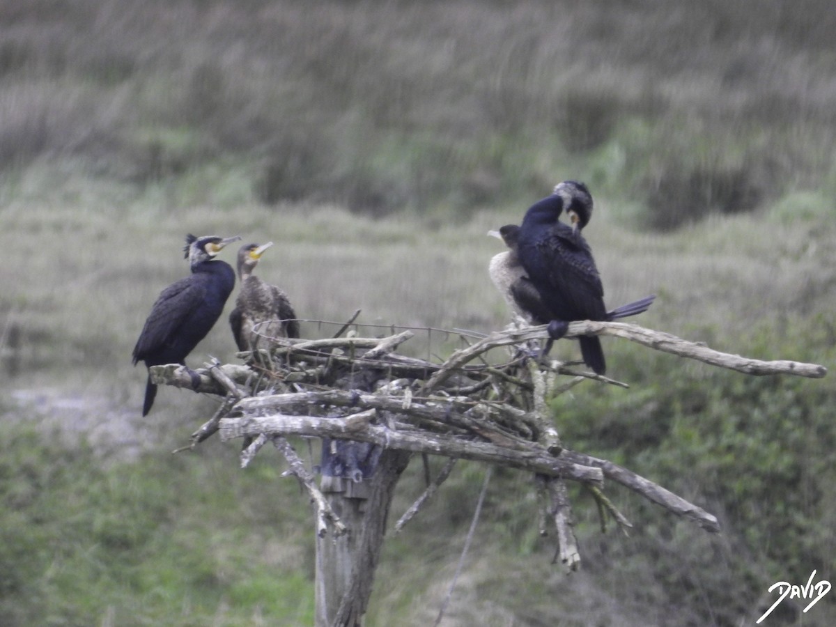 Great Cormorant - ML617047907