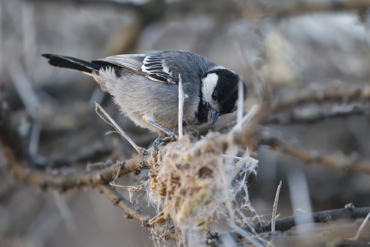 Somali Tit - ML617047921