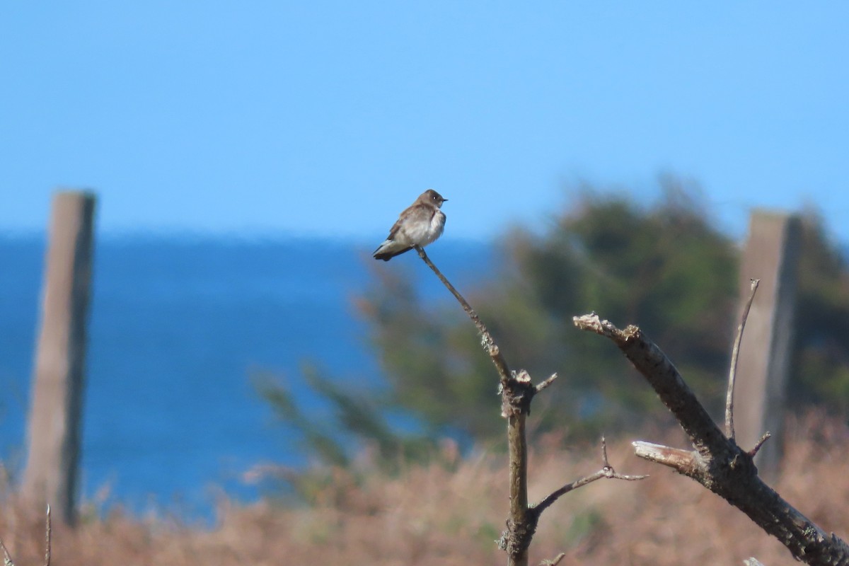 Northern Rough-winged Swallow - Peter Pyle