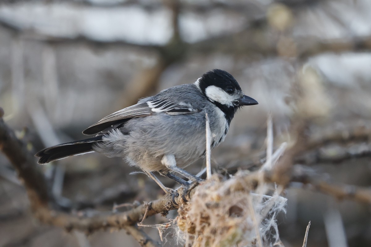 Somali Tit - ML617047924