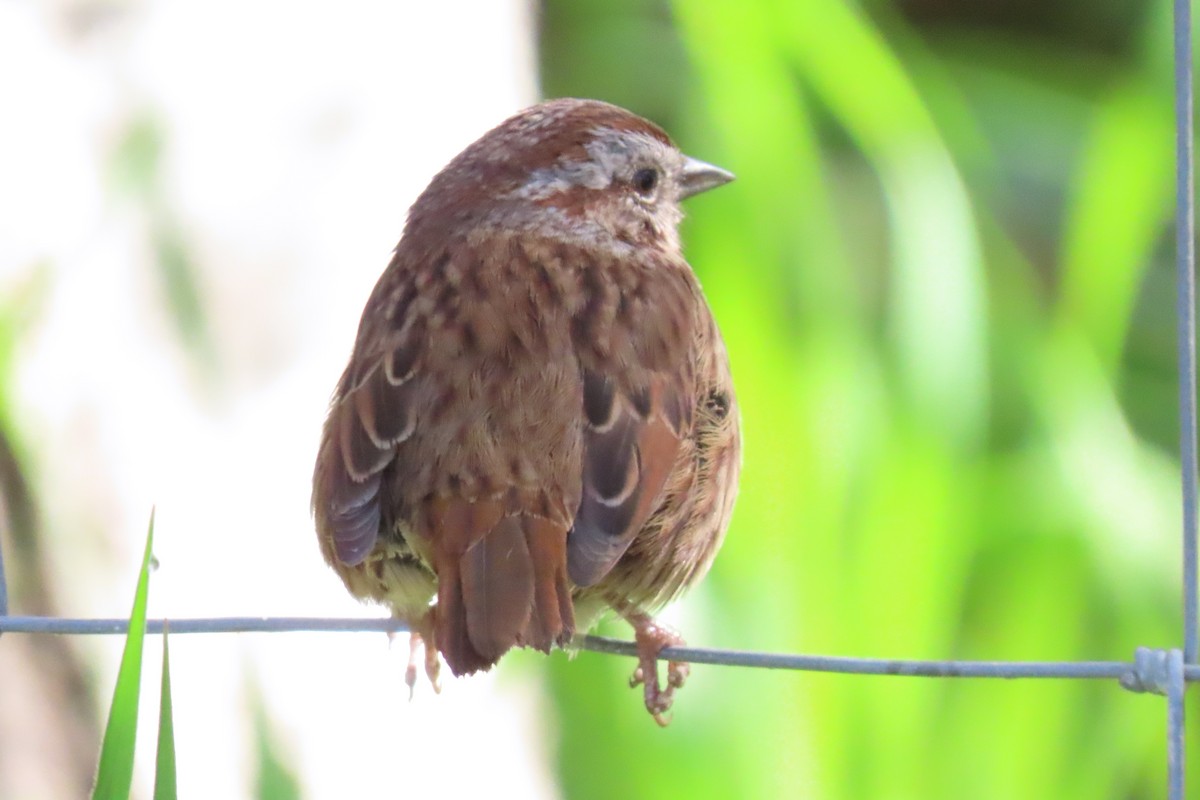 Song Sparrow (heermanni Group) - ML617047947