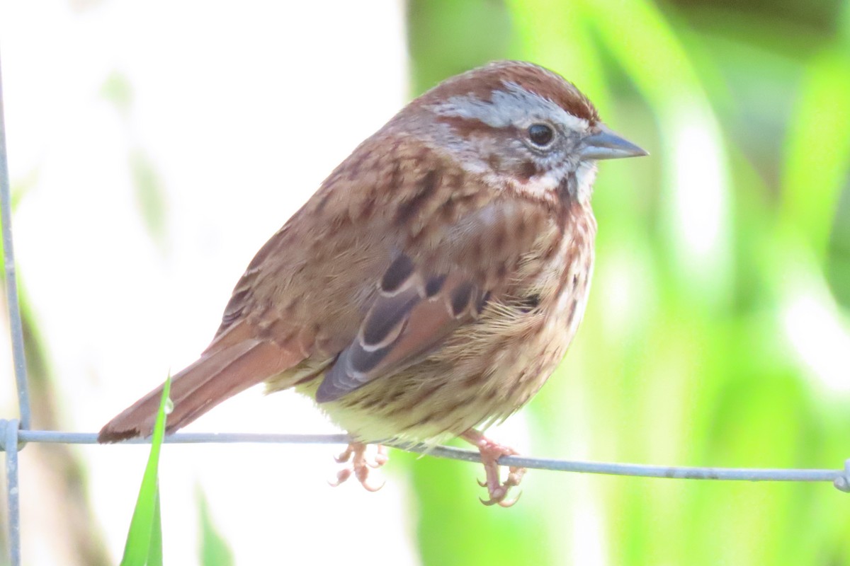 Song Sparrow (heermanni Group) - ML617047948