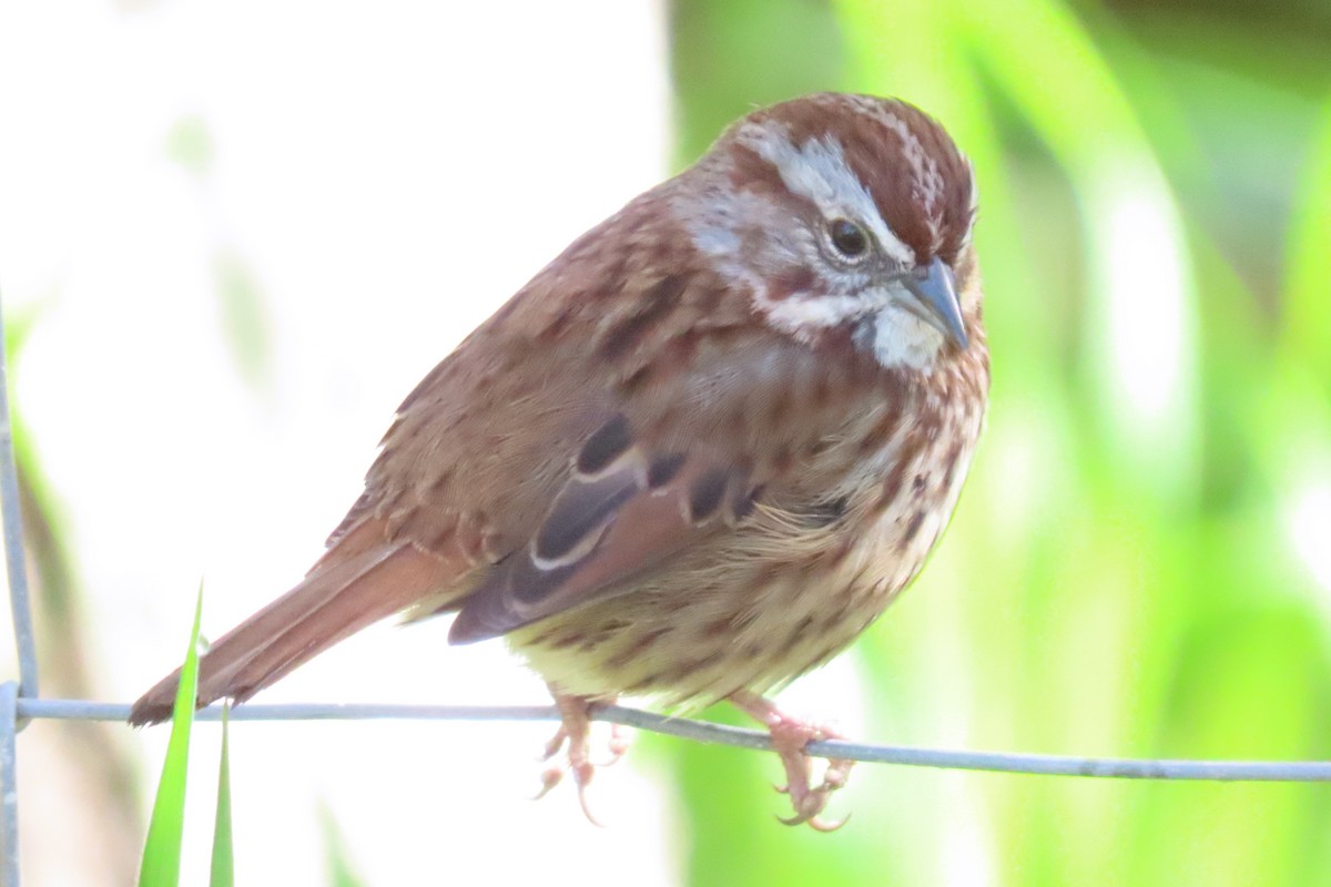 Song Sparrow (heermanni Group) - ML617047949