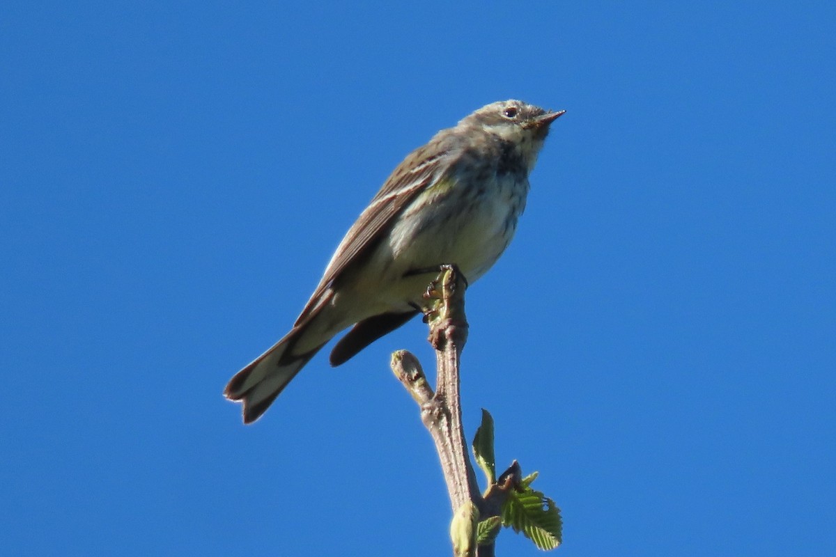 Yellow-rumped Warbler (Myrtle) - Peter Pyle