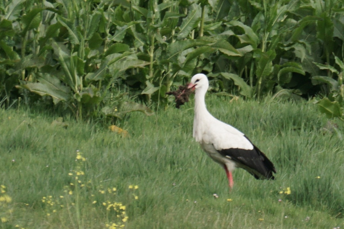 White Stork - ML617048090