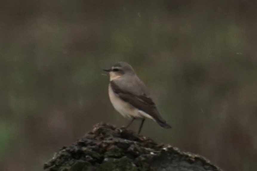 Northern Wheatear - ML617048104