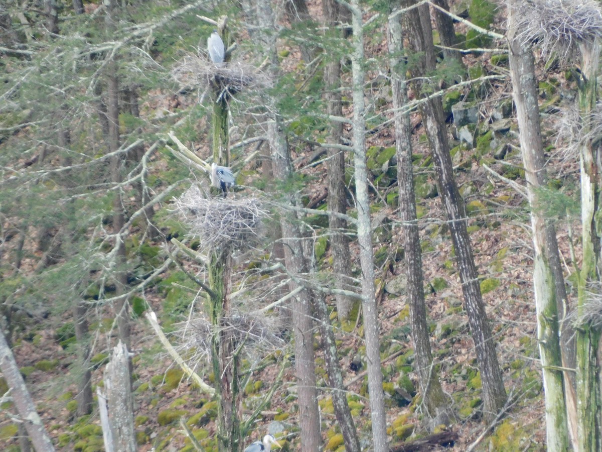 Great Blue Heron - Tom Cooney