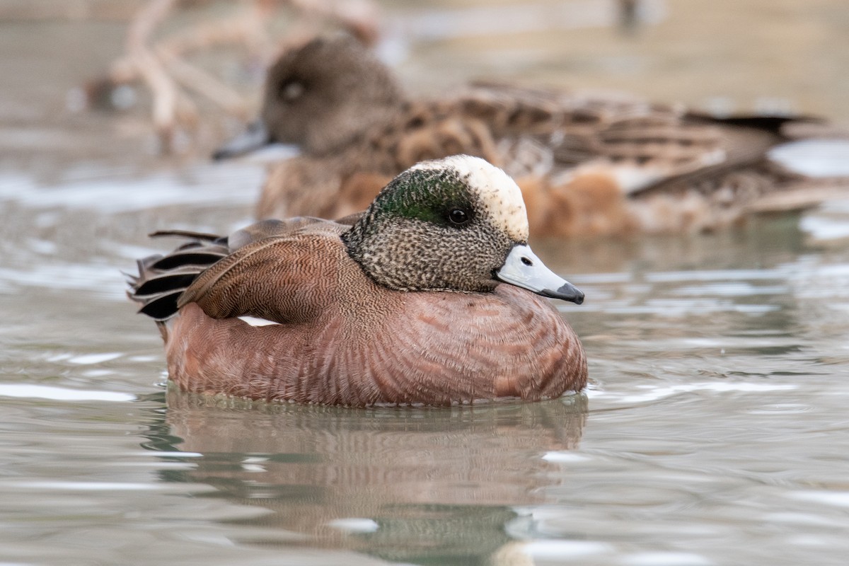 American Wigeon - ML617048128