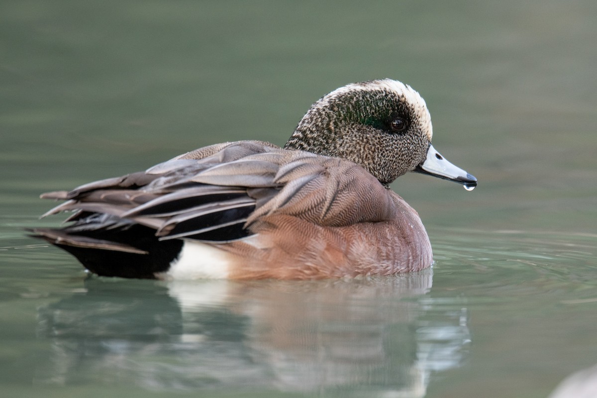 American Wigeon - ML617048129