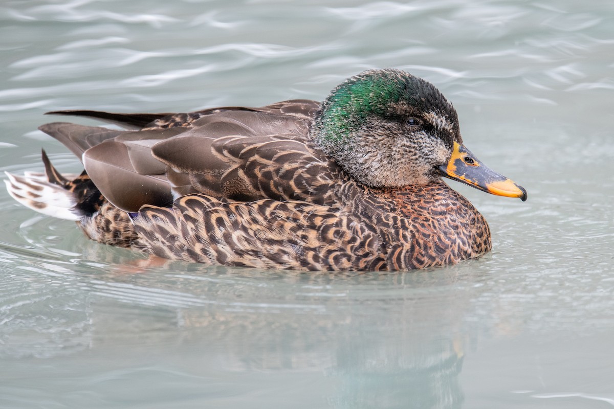 Mallard - ML617048142