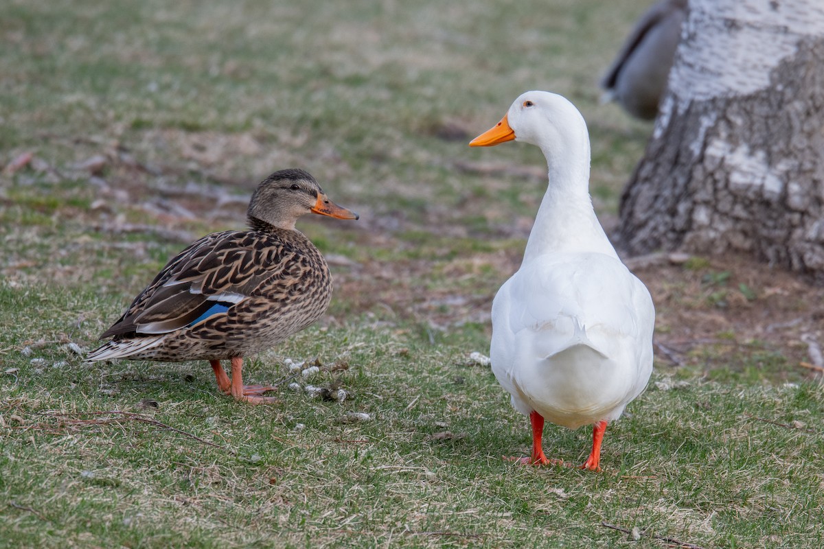 Mallard (Domestic type) - ML617048164