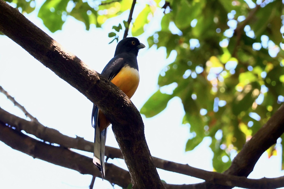 trogon žlutobřichý - ML617048174