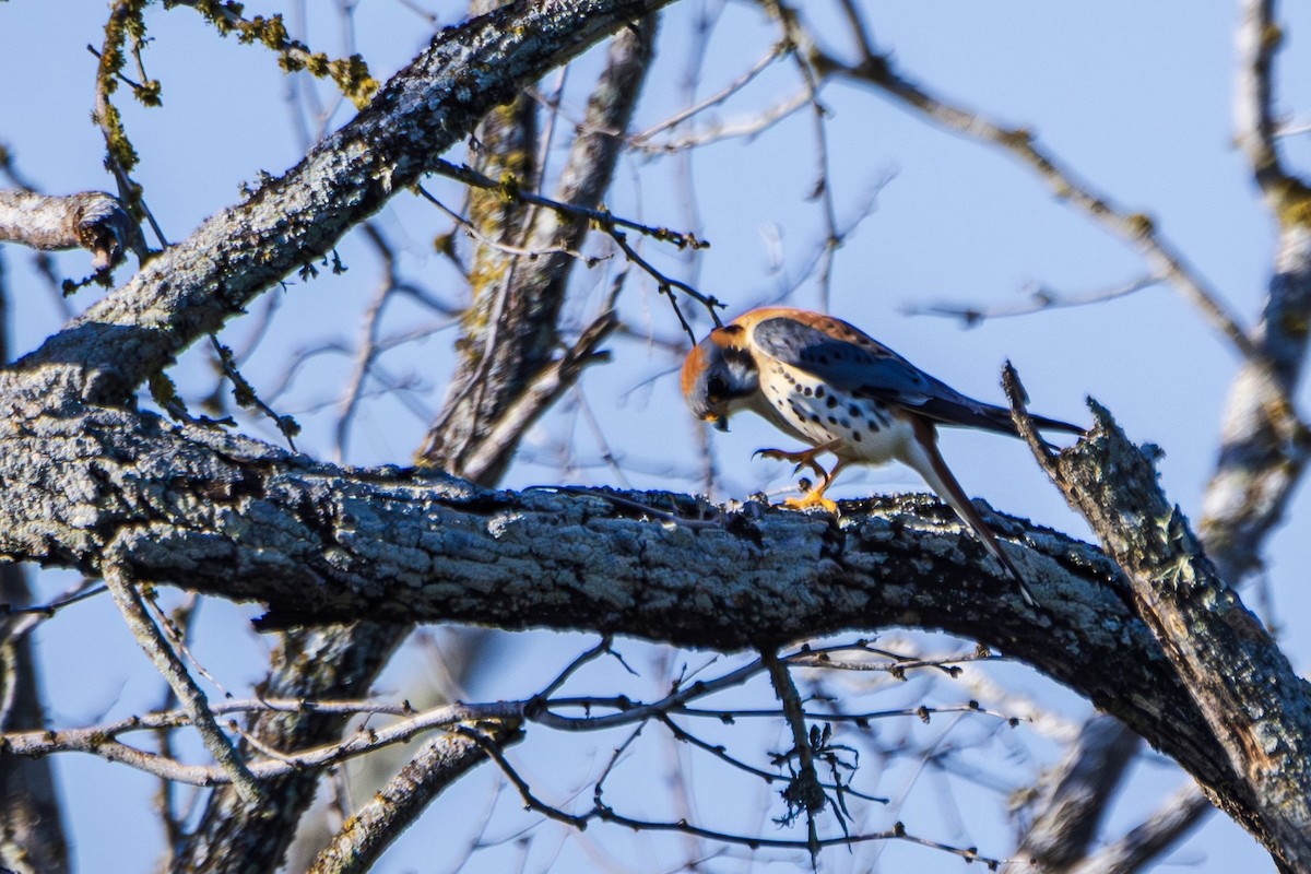 American Kestrel - ML617048182