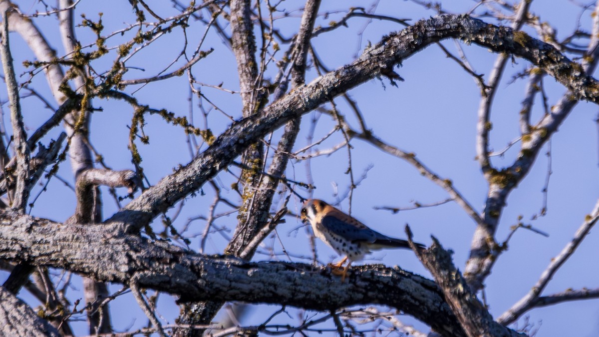 American Kestrel - Michael Gilbert