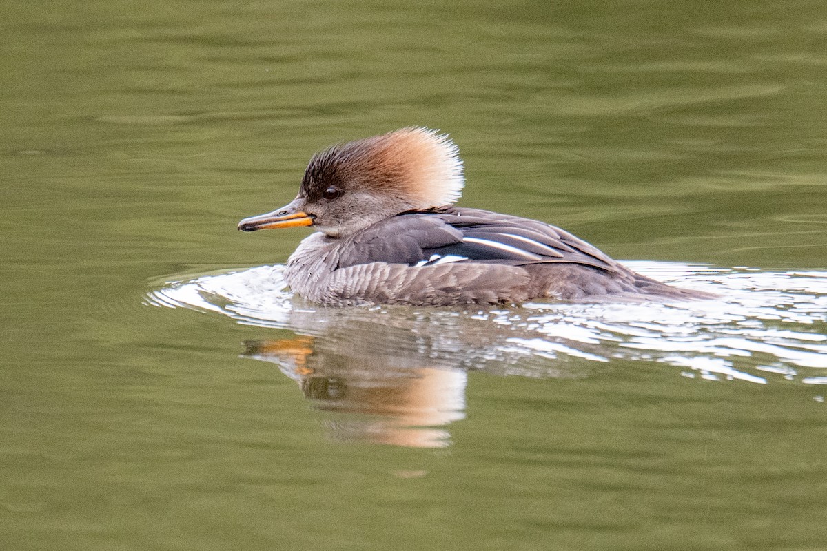 Hooded Merganser - ML617048189