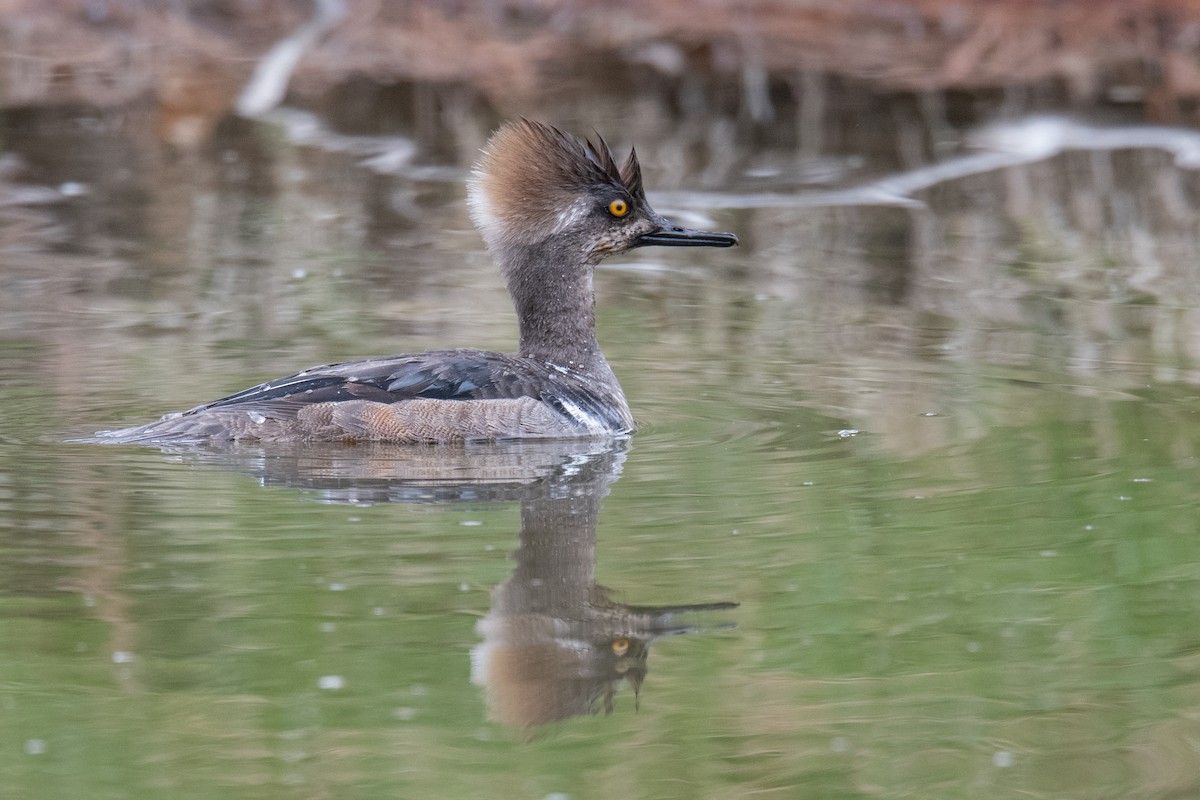 Hooded Merganser - ML617048191