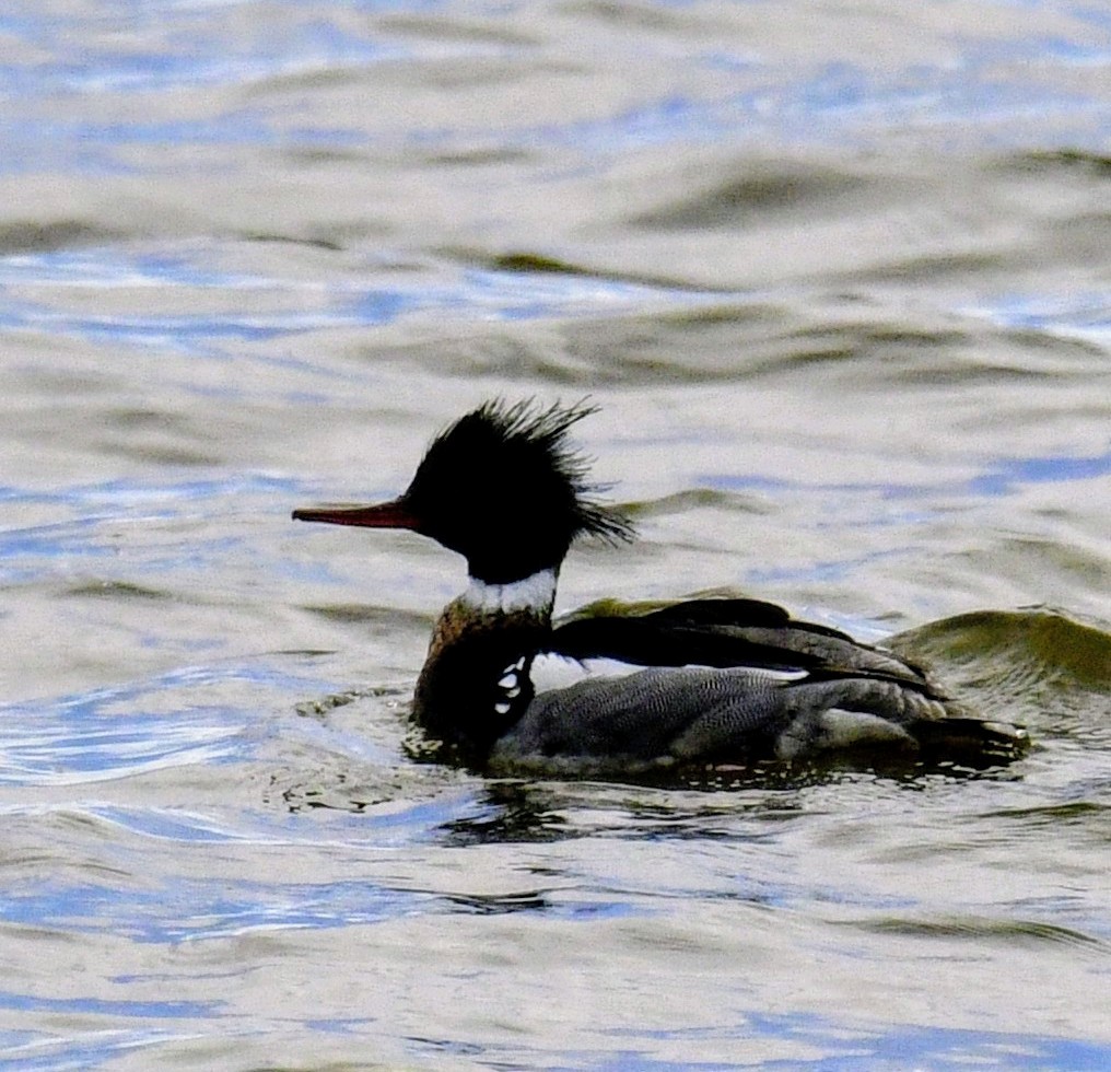 Red-breasted Merganser - ML617048192