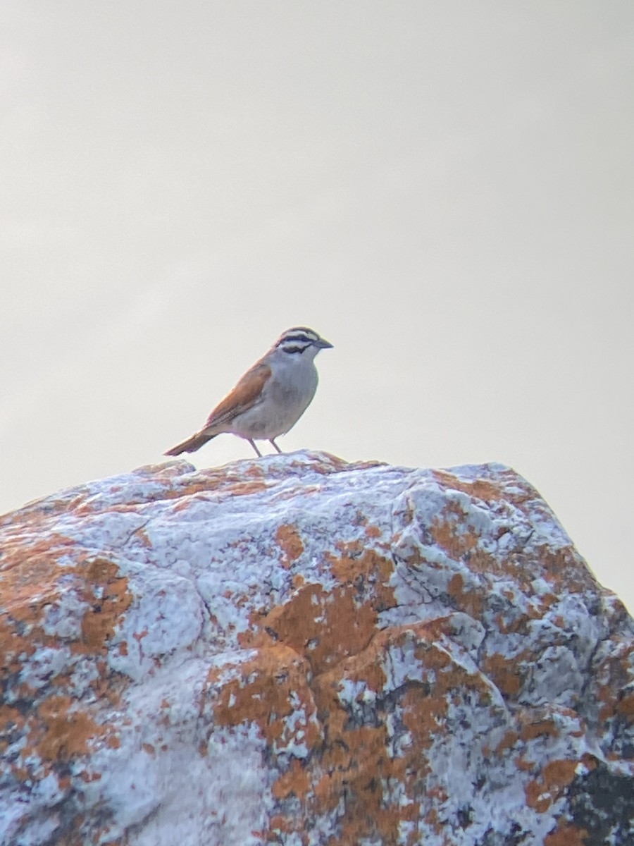 Cape Bunting - Beau Shroyer