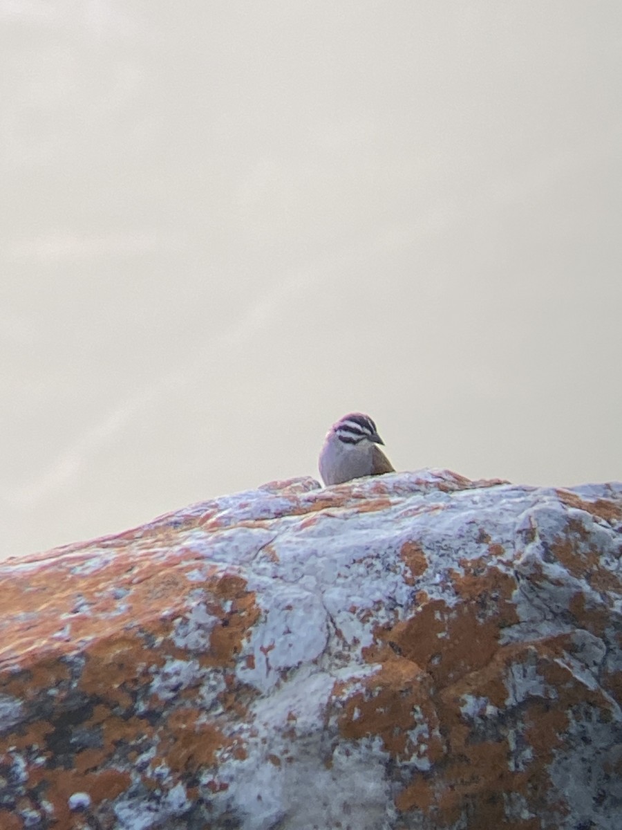 Cape Bunting - Beau Shroyer