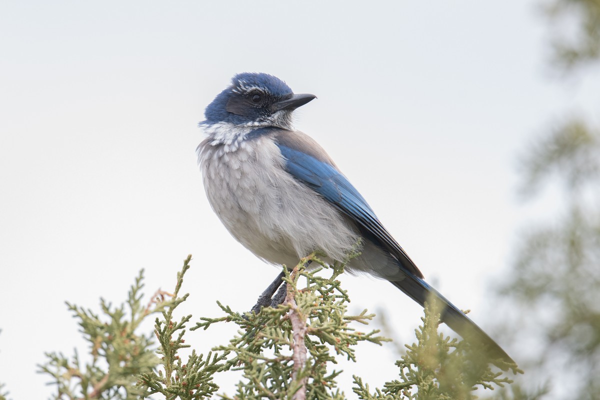 California Scrub-Jay - ML617048220