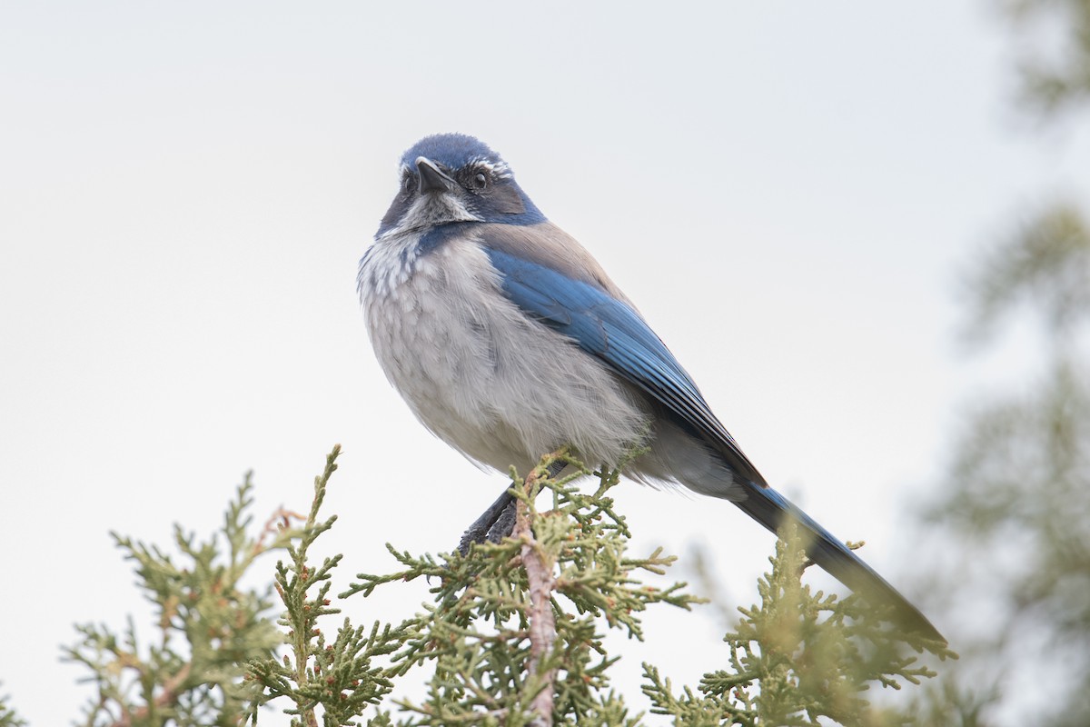 California Scrub-Jay - ML617048221