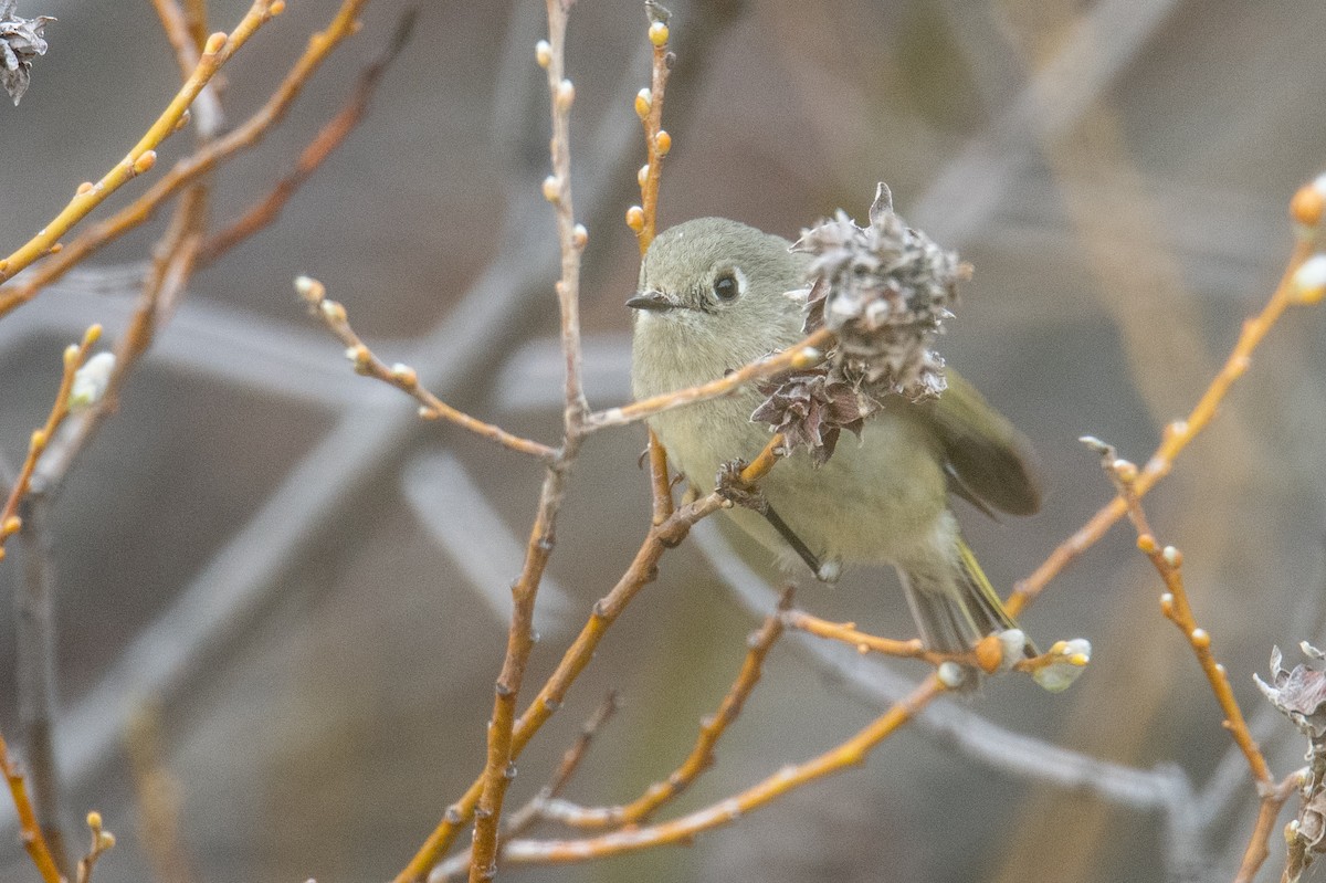 Ruby-crowned Kinglet - ML617048230